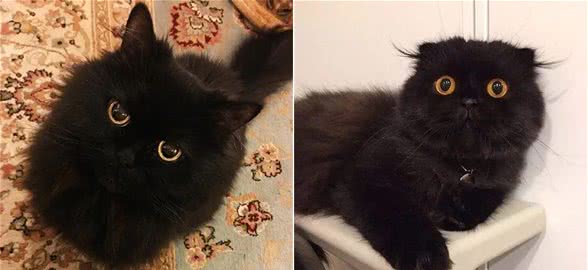 养了黑猫后,我的智商仿佛被碾压