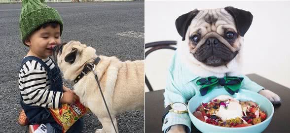 巴哥犬的六个优点，我没有理由抗拒它