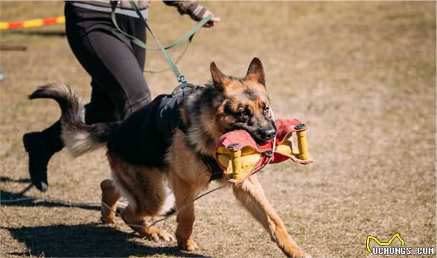 万能工作犬—德国牧羊犬