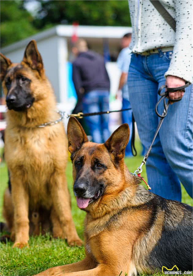 万能工作犬—德国牧羊犬