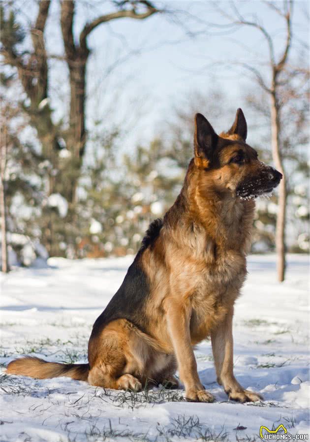 万能工作犬—德国牧羊犬