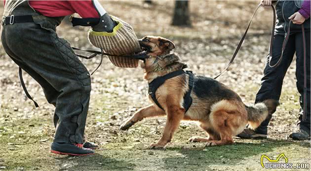 万能工作犬—德国牧羊犬