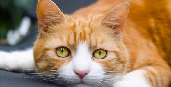 如果你要养猫，建议选择田园猫，好处有6点