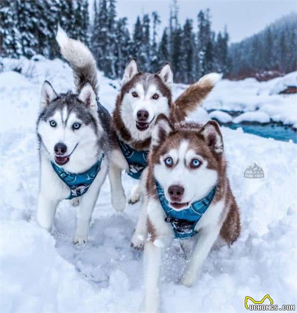 俄罗斯名犬西伯利亚雪橇犬，又称恶霸犬②