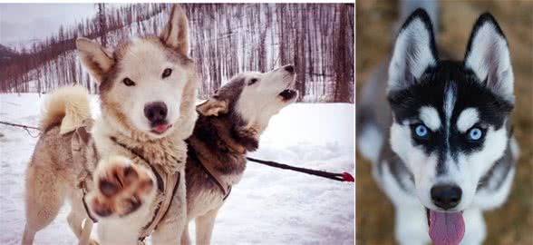 俄罗斯名犬西伯利亚雪橇犬，又称恶霸犬②