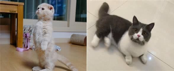 最难“伺候”的7种猫，你们才是主子，敢养的敬你是汉子
