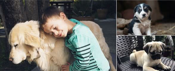 这几种小型犬，只要给它一口饭吃，就会对你死心塌地