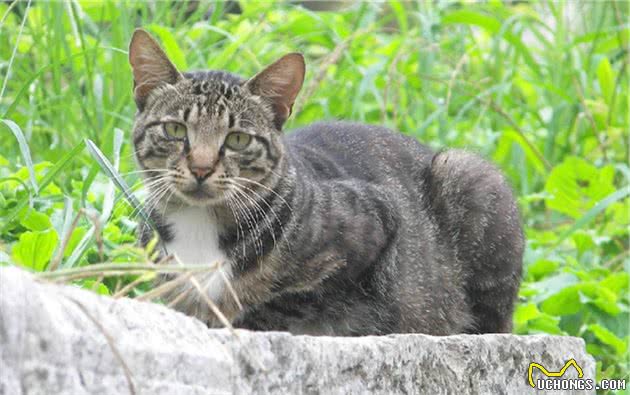 被遗弃的东部高止山脉的野猫！