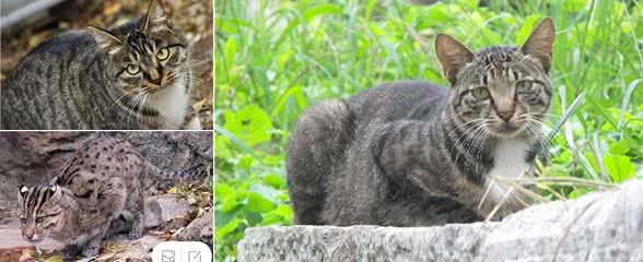 被遗弃的东部高止山脉的野猫！