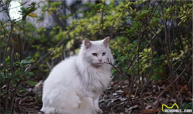 “国产猫”颜值都不高？那是你还没遇到临清狮子猫