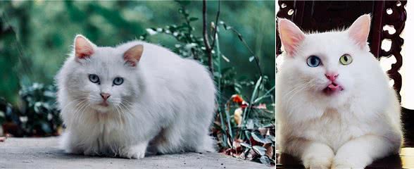 “国产猫”颜值都不高？那是你还没遇到临清狮子猫