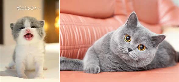 新手养猫之前必看.十分钟带你了解猫（英国短毛猫篇）
