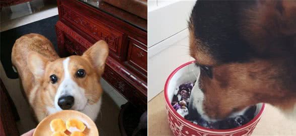 柯基犬挑食怎么办？教你5招，让它乖乖的吃饭！