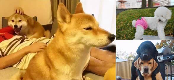 两只狗狗总是打架怎么办？这几点铲屎官要清楚