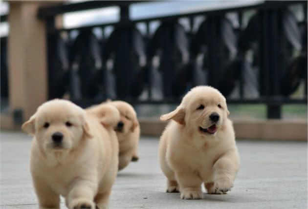 幼犬两天不排便只排尿，别慌专家来告诉你为什么