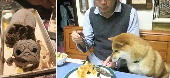 铲屎官做了泰迪同款饭团，狗子紧张到模糊：是要对我下手了吗