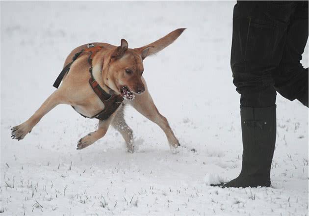 大雪来袭，遛狗也成了烦心事！寒冷的天气，到底要不要带狗外出？