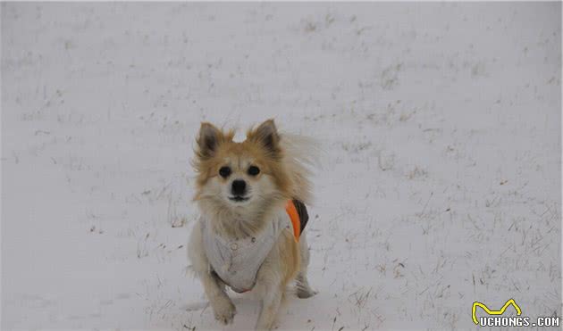 大雪来袭，遛狗也成了烦心事！寒冷的天气，到底要不要带狗外出？