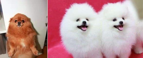对博美犬做“这6件事”，不但会远离你，还会更加讨厌你