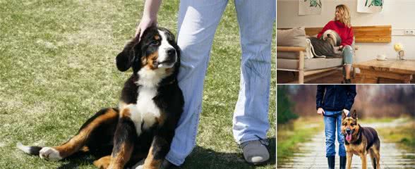 主人喜欢给狗狗进行美容，你得考虑狗狗到底喜不喜欢，以狗狗为重