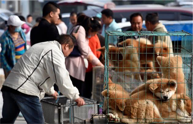 一窝狗中，如何挑选“好狗”？过来人都用这些方法