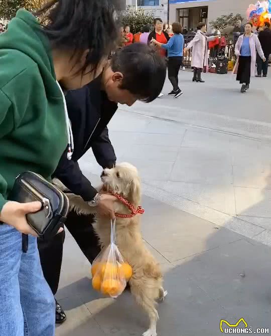 走失多日的狗狗，竟与主人在街头相遇，重逢的画面让人想哭