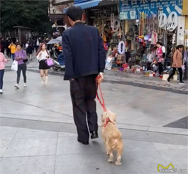 走失多日的狗狗，竟与主人在街头相遇，重逢的画面让人想哭