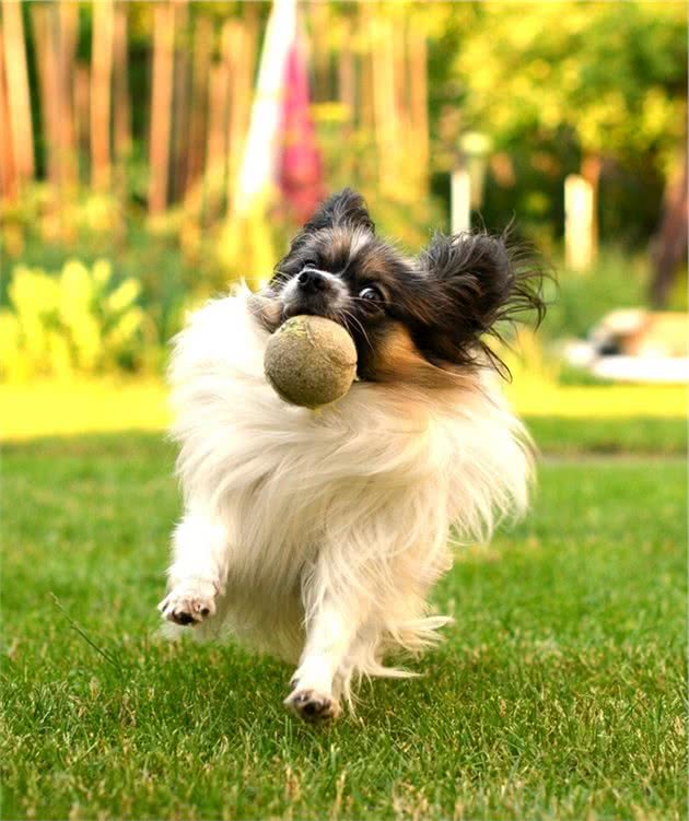 因为这几个原因，养蝴蝶犬的人数在逐渐减少