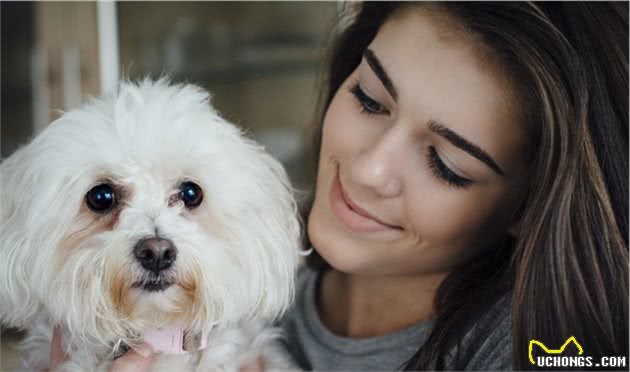 比熊犬常见的几种撒娇方式，如果你没见过，说明不把你当主人