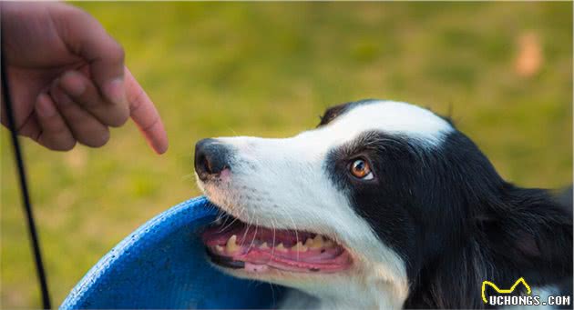 饲养“智商第一”的边牧犬，这4个地方，请主人们注意