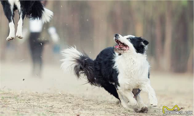 饲养“智商第一”的边牧犬，这4个地方，请主人们注意