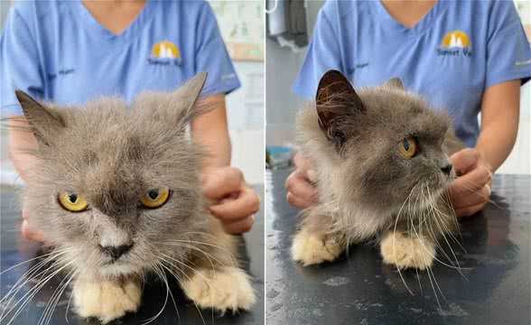 猫咪被喷漆，对人不信任，表情超凶还暴躁，但也掩盖不住高颜值