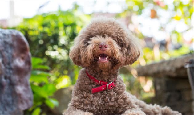 我酸了！为什么别人家的贵宾犬那么好看？