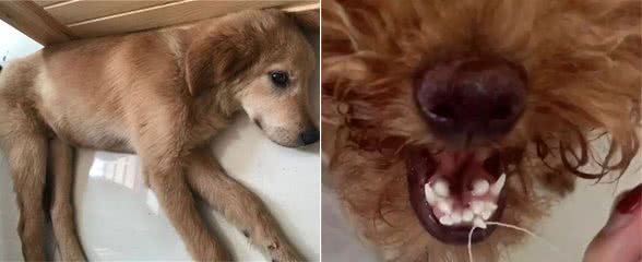 你家的狗狗懒洋洋不爱运动还特别瘦怎么办？