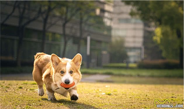 狗狗饲养指南