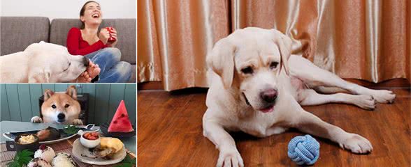 这7件事,狗狗每天都会做,除非它不爱你