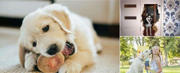 “高智商”的狗狗,会有这6件事,你家狗狗中了几个?