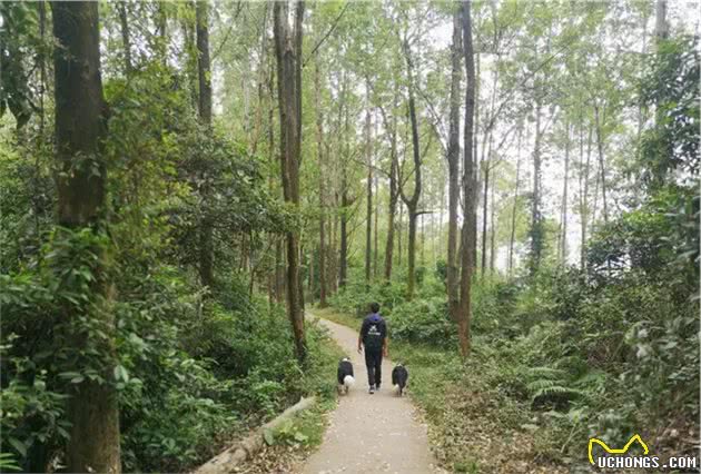 广州能带狗狗爬山的好地方！还有训犬师陪同，边玩边学