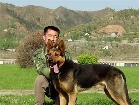 中国不止只有中华田园犬，还有这5种狗，个个都很优秀