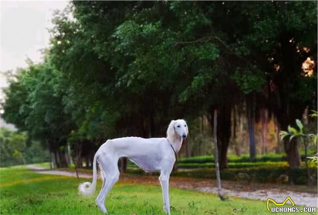 中国不止只有中华田园犬，还有这5种狗，个个都很优秀