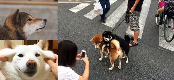 柴犬4种颜色价格不一样！有一种虽然稀有，但价格并不贵