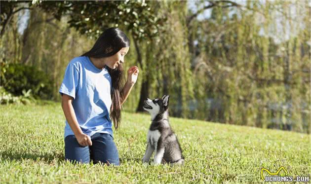 幼犬调皮捣蛋搞破坏，一旦定好规则，主人养狗更轻松