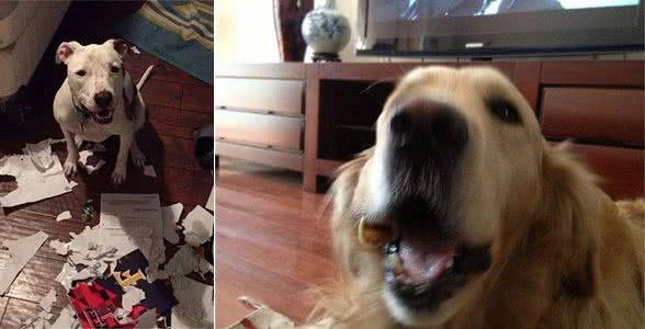 你家狗破坏过最贵的东西是什么?下面这几位铲屎官欲哭无泪了