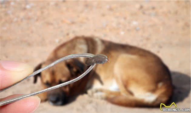 犬巴贝斯焦虫病提醒宠物主人，蜱虫叮咬不预防，狗狗和主人两行泪