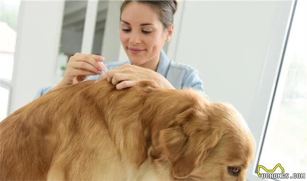 犬巴贝斯焦虫病提醒宠物主人，蜱虫叮咬不预防，狗狗和主人两行泪