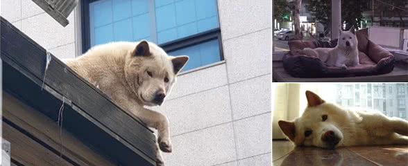 任性狗狗用屋顶做窝，不仅睡在上边，连吃饭都要铲屎官亲自送上去