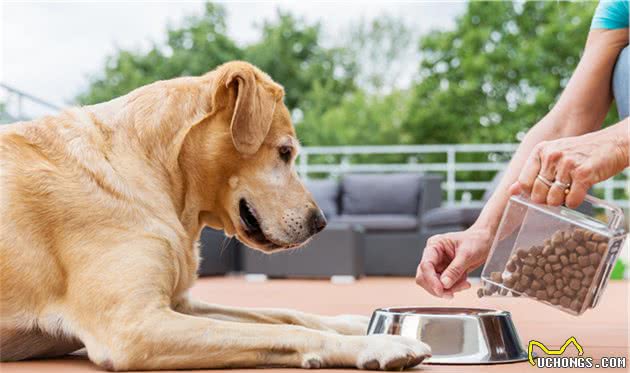 给爱犬制定一个安全、健康的环境，并科学喂养