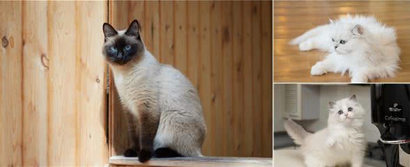 这5种猫可不简单，江湖人称“猫中贵族”