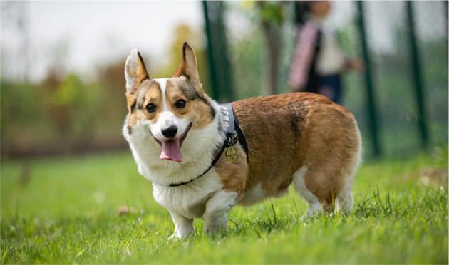 养大型犬为什么一定要挤肛门腺？这几个后果，主人一定要清楚