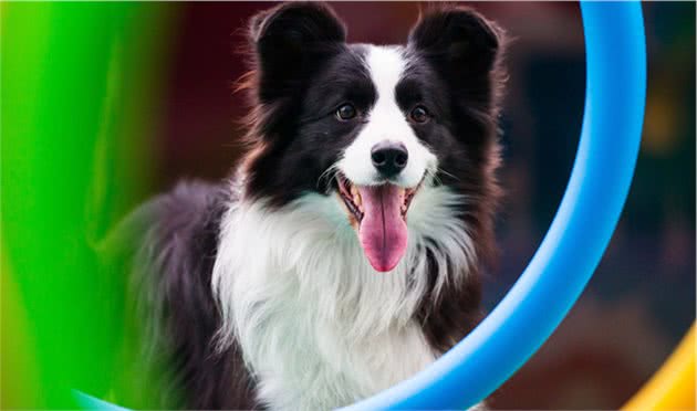 养大型犬为什么一定要挤肛门腺？这几个后果，主人一定要清楚
